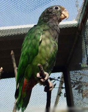 Pionus seniloides 